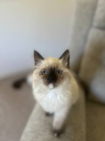 Girl Kitten (EDGEWOOD)63853557621635121