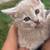 FREE 9 week old kittens FREE 7 thumbnail