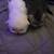 Persian kittens 8 thumbnail