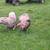 Breeding Trio of Turkeys 2 thumbnail