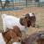 Boer Goat Bucklings 1 thumbnail