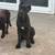 Cane corso 1 thumbnail