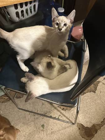 Gatitos Siemiese (Walla walla)63866763717377121