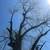 Tree removal!!Tree trimming!! Stump grinding!!Free Estimates 12 thumbnail
