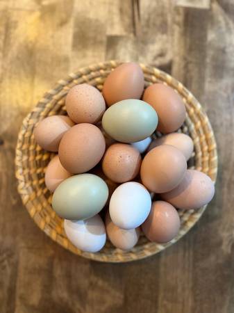 Fresh organic eggs 1