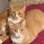 orange tabby cat brothers- 2 cats, bonded pair 2 thumbnail