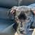 Need to Rehome 4 MonthPit 2 thumbnail