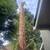 TREE &STUMP GRINDING &STUMP REMOVAL SERVICE 17 thumbnail