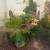 fluval flex 9 gallon tank with plants and fish 3 thumbnail