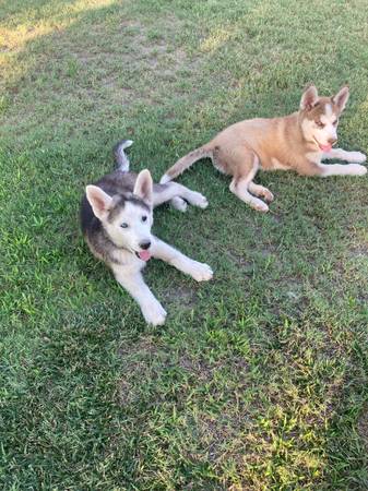 Rehoming Husky Puppy (Las Cruces)63693560609283121