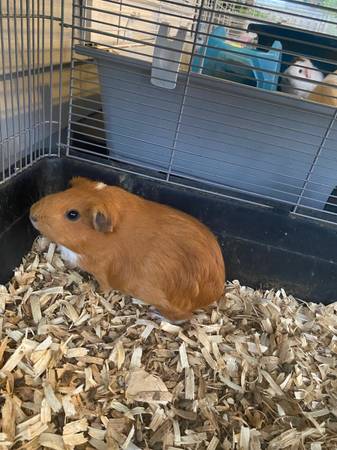 Guinea pigs need homes63667812773121121