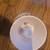 SPECO TECHNOLOGIES SPC6P Horn Trumpet PA speaker Weatherproof 3 thumbnail