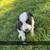 Border Collie Pups 5 thumbnail