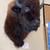 Plains Buffalo or American Bison Head 2 thumbnail