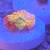 Jawbreaker mushroom coral frag 3 thumbnail