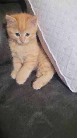 Rehoming Female Kitten $40 (Pico Rivera)63893600754051122