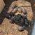 Redfoot tortoise 1 thumbnail