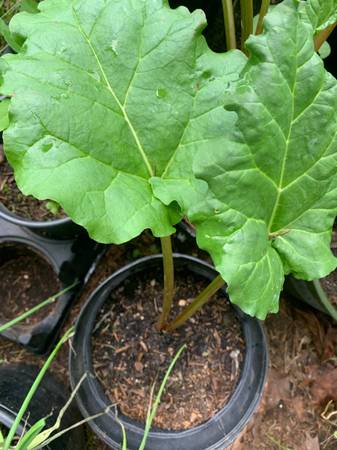 Rubarb Plants -- 1