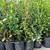 ORGANIC BLUEBERRY BUSHES 2 thumbnail