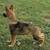 Akc German Shepherd 2 thumbnail