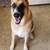 Meet Biscuit - looking for new new forever home 1 thumbnail