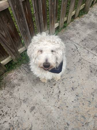 Labradoodle necesita reubicación63670841073665120
