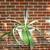 Choice of 9 Agave Americana - Century Plant 4 thumbnail