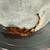 Crested Geckos 4 thumbnail