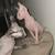 Sphynx cata ready for adoption 1 thumbnail