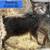 Angora Mixed Goats For Sale or Trade 2 thumbnail