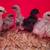 FRIZZLE/SILKIE/SATIN CHICKS 2 thumbnail