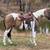 Paint gelding 1 thumbnail