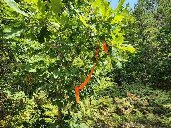 $59,900 10 Acres Prime Camping Location! Wilderness Trail (Luther)64037897002114121