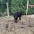 1/2 dexter 1/2 belted Galloway cross cow and heifer calf 5 thumbnail