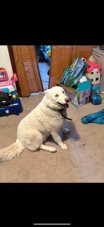 Purebred female Siberian husky. (Mapleton)63806663312769121