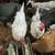 1 year old chickens/hens for sale 5 thumbnail