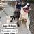 dogs looking for good homes 14 thumbnail