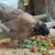 Guineas, Chicks, Chickens, Pullets, Poults, Poultry 2 thumbnail