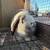 Holland Lop and Netherland Dwarf Rabbits 5 thumbnail