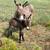 Mini Cattle and Mini Donkeys 12 thumbnail
