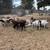 Goats & Sheep 3 thumbnail