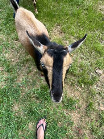 2 Nigerian Goats for Sale (New Lexington)63856920839171123
