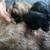 Shih tzu pups 3 thumbnail