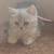 Scottish Kittens 1 thumbnail