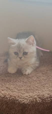 Scottish Kittens 1