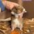 Hamsters 4 thumbnail