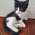Sweet kittens 10 thumbnail