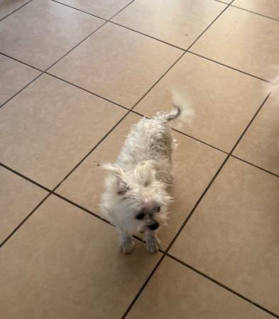 Small Yorkie /terrier mix63756101580675121