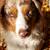 Australian Shepherd 5 thumbnail
