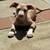 Xl American bully puppy $600 3 thumbnail